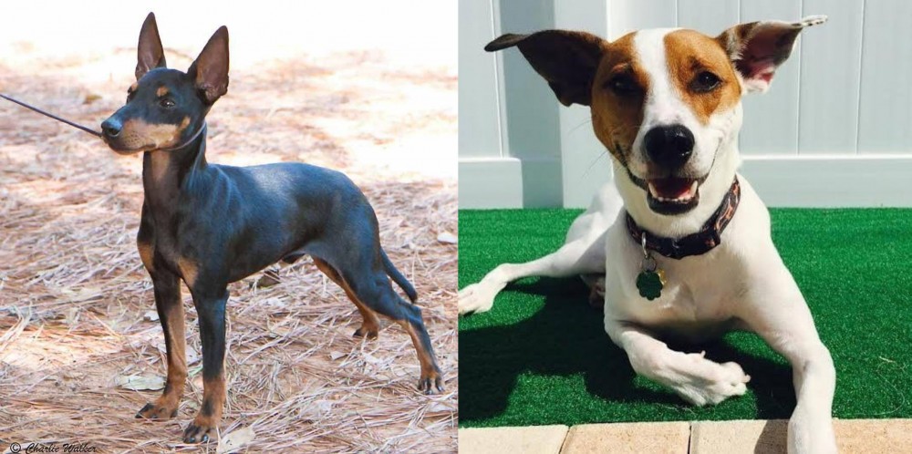 Feist vs English Toy Terrier (Black & Tan) - Breed Comparison