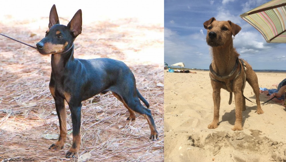 Fell Terrier vs English Toy Terrier (Black & Tan) - Breed Comparison