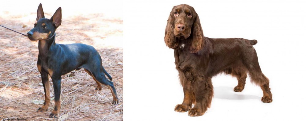 Field Spaniel vs English Toy Terrier (Black & Tan) - Breed Comparison