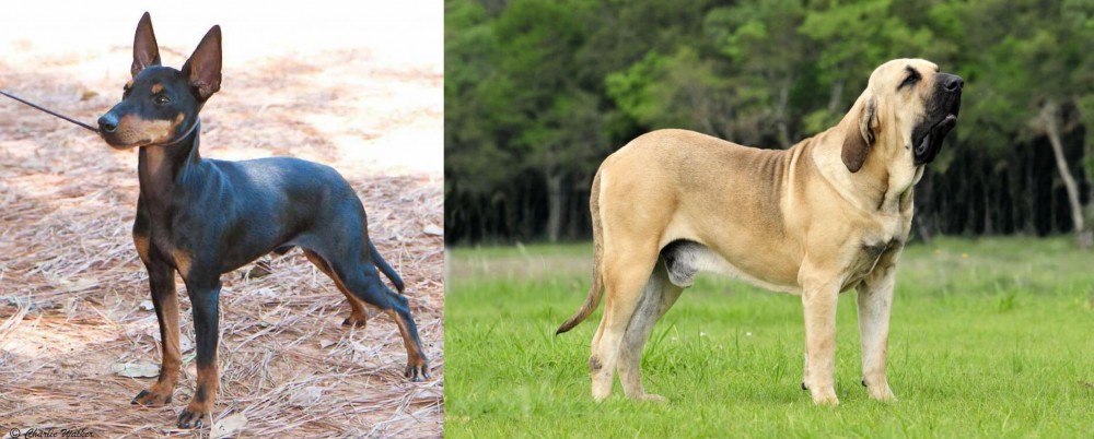 Fila Brasileiro vs English Toy Terrier (Black & Tan) - Breed Comparison