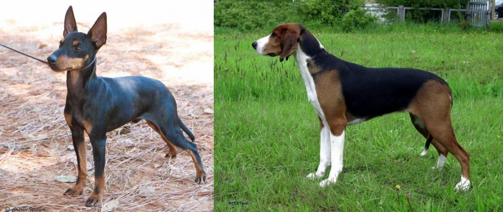 Finnish Hound vs English Toy Terrier (Black & Tan) - Breed Comparison