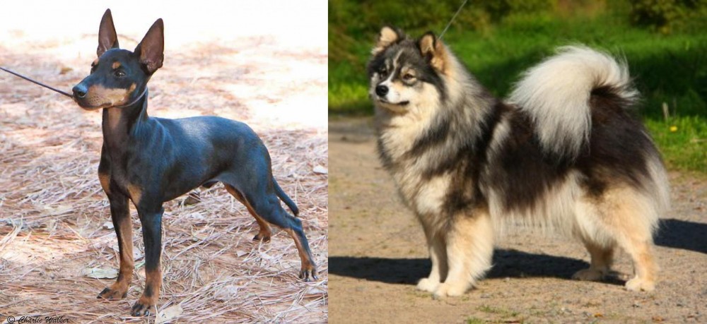 Finnish Lapphund vs English Toy Terrier (Black & Tan) - Breed Comparison