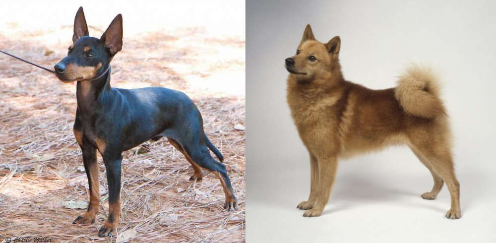 Finnish Spitz vs English Toy Terrier (Black & Tan) - Breed Comparison