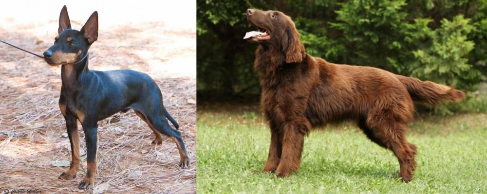 Flat-Coated Retriever vs English Toy Terrier (Black & Tan) - Breed Comparison
