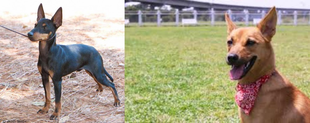 Formosan Mountain Dog vs English Toy Terrier (Black & Tan) - Breed Comparison
