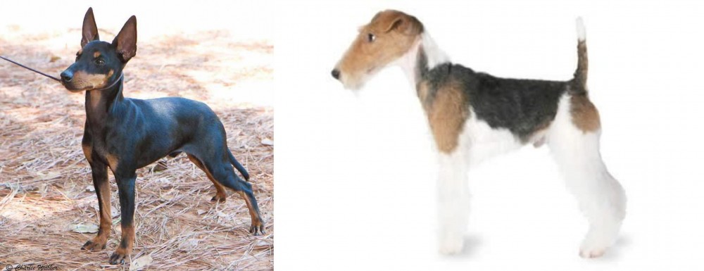 Fox Terrier vs English Toy Terrier (Black & Tan) - Breed Comparison