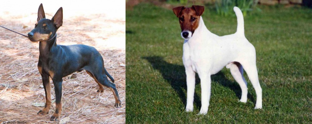 Fox Terrier (Smooth) vs English Toy Terrier (Black & Tan) - Breed Comparison