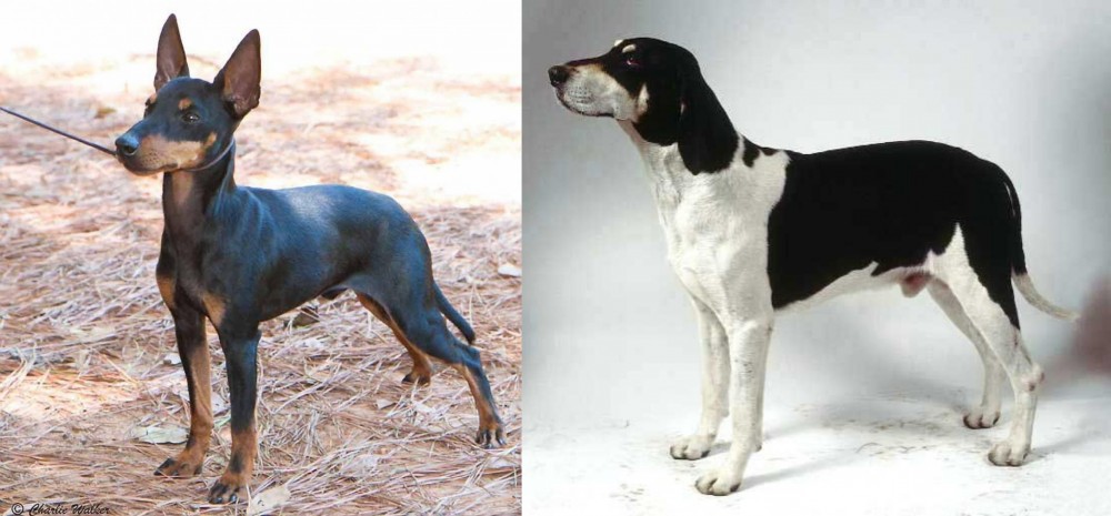 Francais Blanc et Noir vs English Toy Terrier (Black & Tan) - Breed Comparison