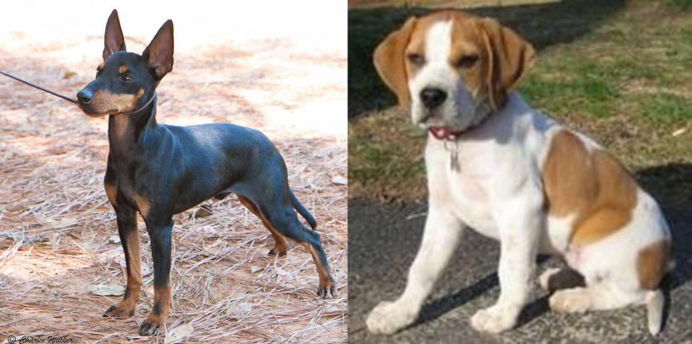 Francais Blanc et Orange vs English Toy Terrier (Black & Tan) - Breed Comparison