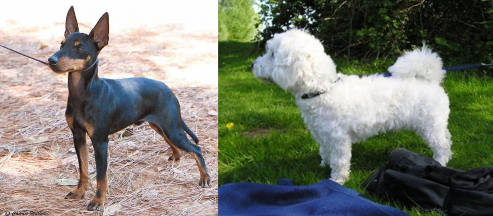 Franzuskaya Bolonka vs English Toy Terrier (Black & Tan) - Breed Comparison
