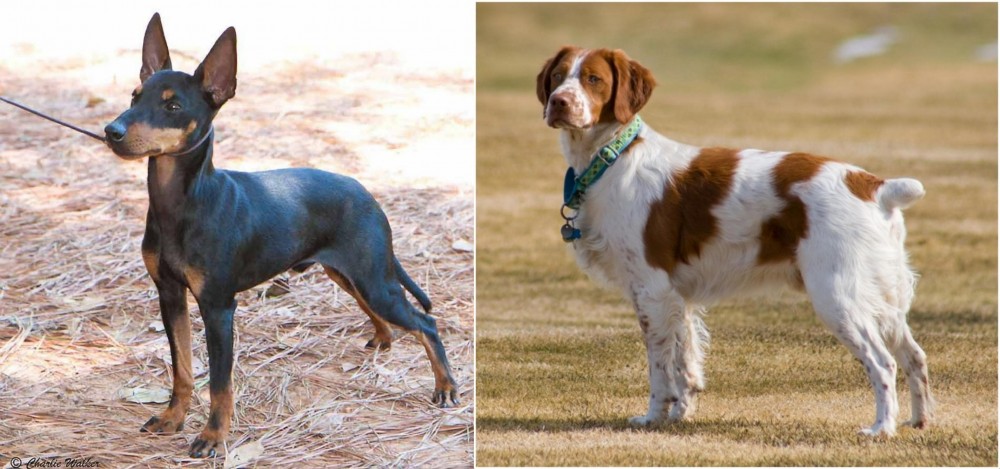 French Brittany vs English Toy Terrier (Black & Tan) - Breed Comparison