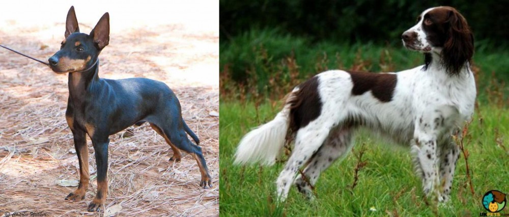 French Spaniel vs English Toy Terrier (Black & Tan) - Breed Comparison