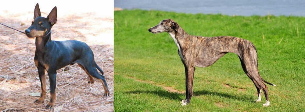 Galgo Espanol vs English Toy Terrier (Black & Tan) - Breed Comparison