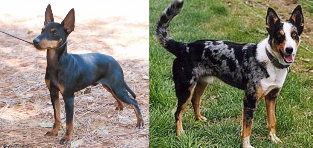 German Coolie vs English Toy Terrier (Black & Tan) - Breed Comparison