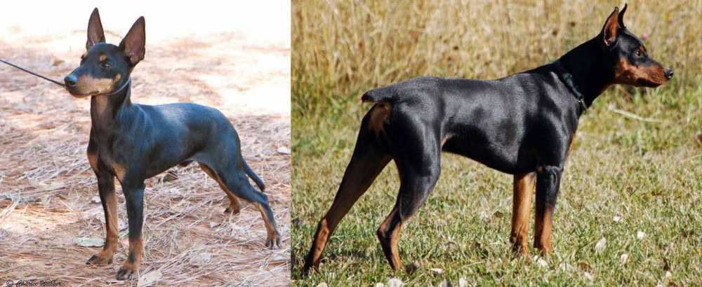 German Pinscher vs English Toy Terrier (Black & Tan) - Breed Comparison