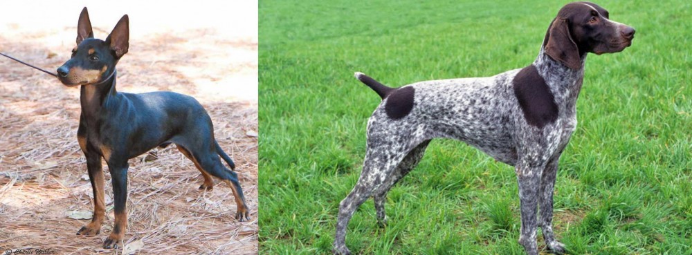 German Shorthaired Pointer vs English Toy Terrier (Black & Tan) - Breed Comparison