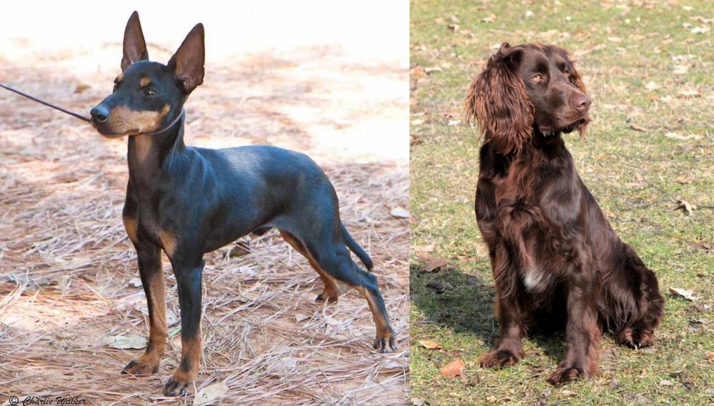 German Spaniel vs English Toy Terrier (Black & Tan) - Breed Comparison