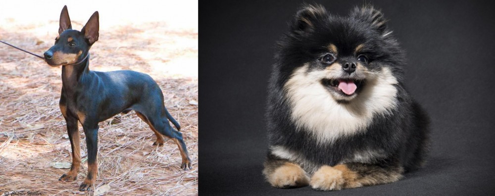 German Spitz (Klein) vs English Toy Terrier (Black & Tan) - Breed Comparison
