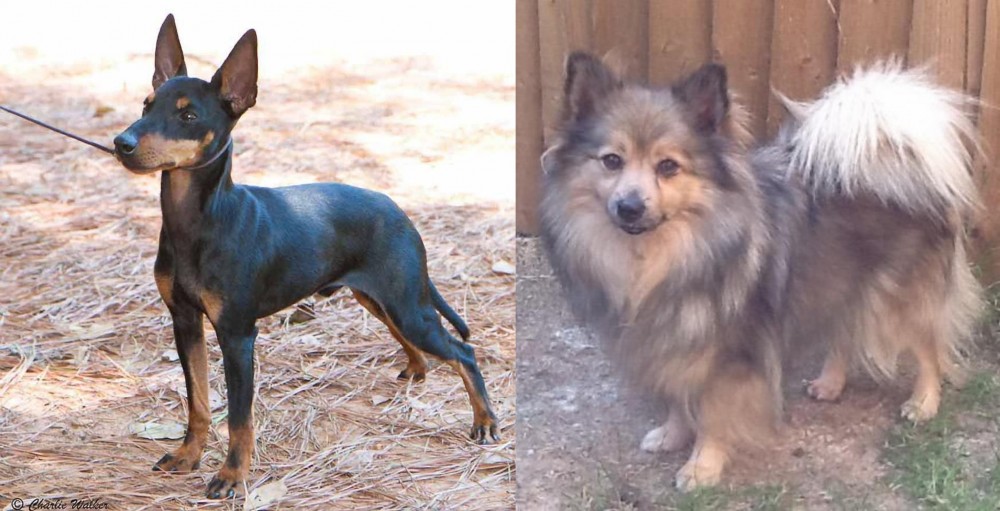 German Spitz (Mittel) vs English Toy Terrier (Black & Tan) - Breed Comparison