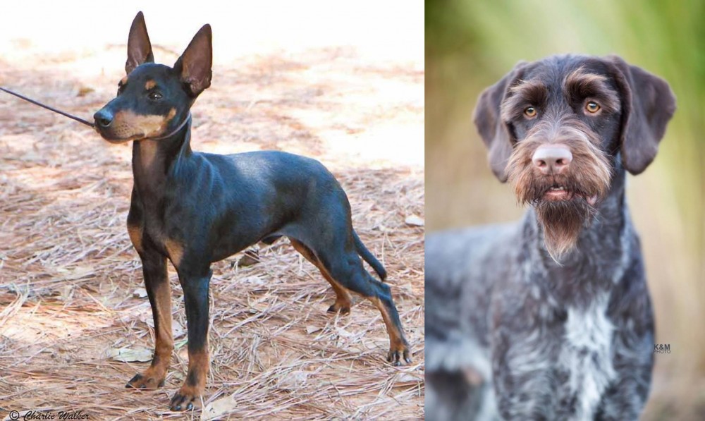 German Wirehaired Pointer vs English Toy Terrier (Black & Tan) - Breed Comparison