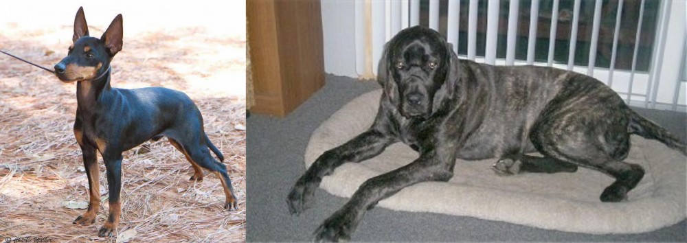 Giant Maso Mastiff vs English Toy Terrier (Black & Tan) - Breed Comparison