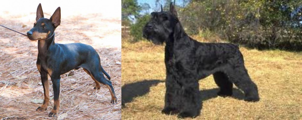 Giant Schnauzer vs English Toy Terrier (Black & Tan) - Breed Comparison
