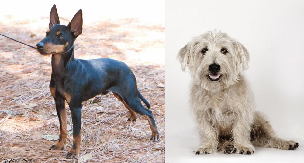 Glen of Imaal Terrier vs English Toy Terrier (Black & Tan) - Breed Comparison