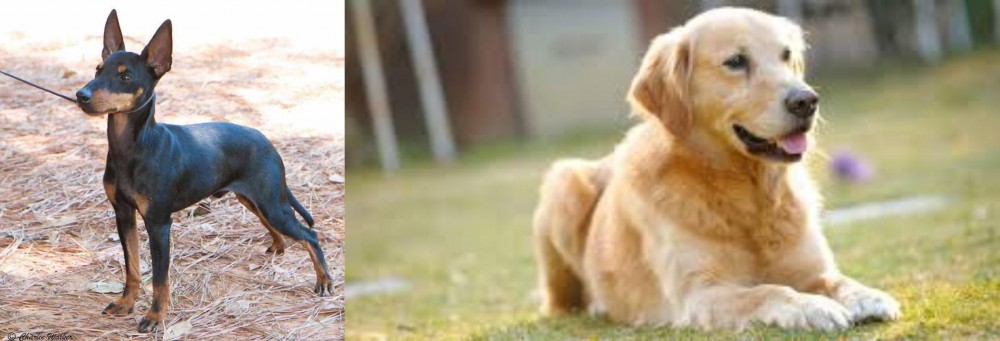 Goldador vs English Toy Terrier (Black & Tan) - Breed Comparison