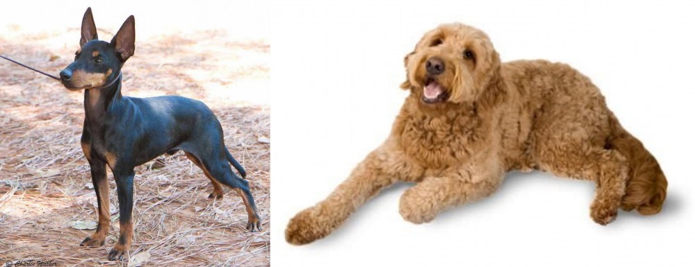 Golden Doodle vs English Toy Terrier (Black & Tan) - Breed Comparison