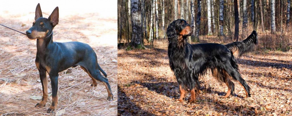 Gordon Setter vs English Toy Terrier (Black & Tan) - Breed Comparison