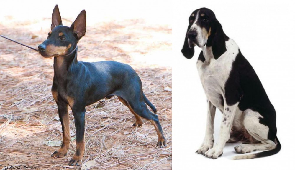 Grand Anglo-Francais Blanc et Noir vs English Toy Terrier (Black & Tan) - Breed Comparison