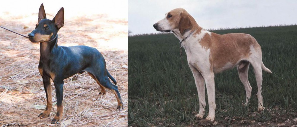 Grand Anglo-Francais Blanc et Orange vs English Toy Terrier (Black & Tan) - Breed Comparison