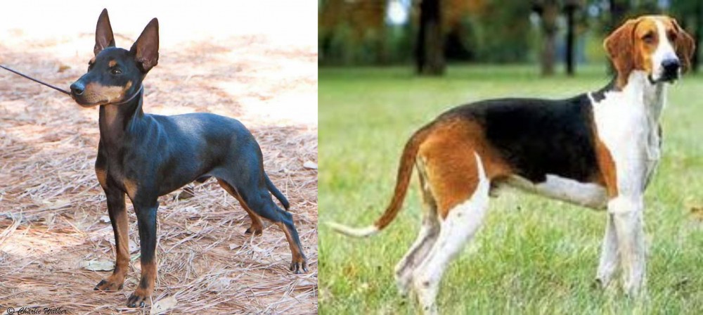 Grand Anglo-Francais Tricolore vs English Toy Terrier (Black & Tan) - Breed Comparison