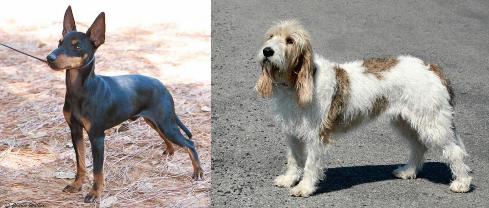 Grand Basset Griffon Vendeen vs English Toy Terrier (Black & Tan) - Breed Comparison