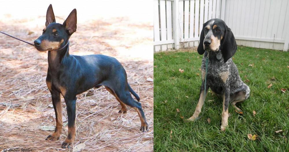 Grand Bleu de Gascogne vs English Toy Terrier (Black & Tan) - Breed Comparison