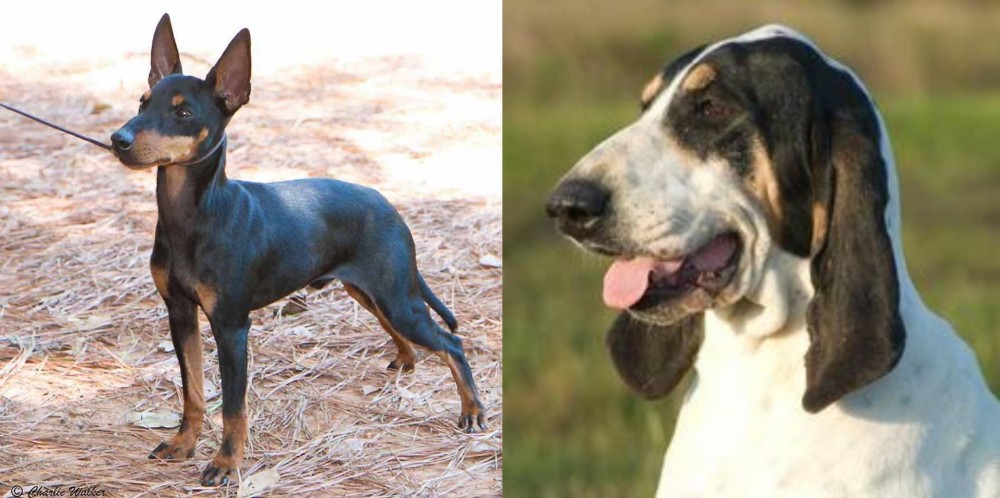 Grand Gascon Saintongeois vs English Toy Terrier (Black & Tan) - Breed Comparison