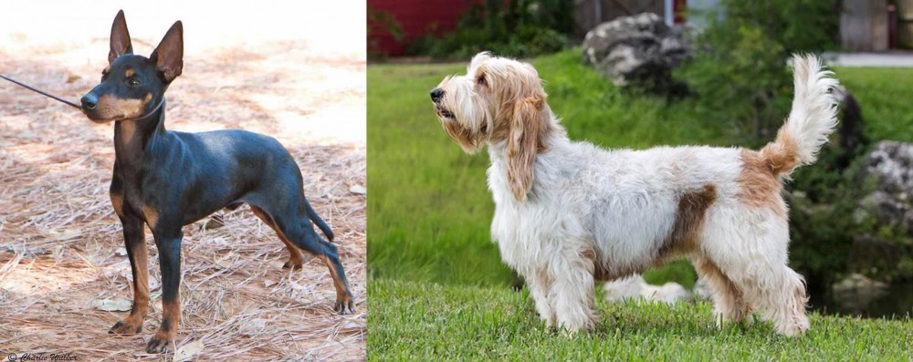 Grand Griffon Vendeen vs English Toy Terrier (Black & Tan) - Breed Comparison