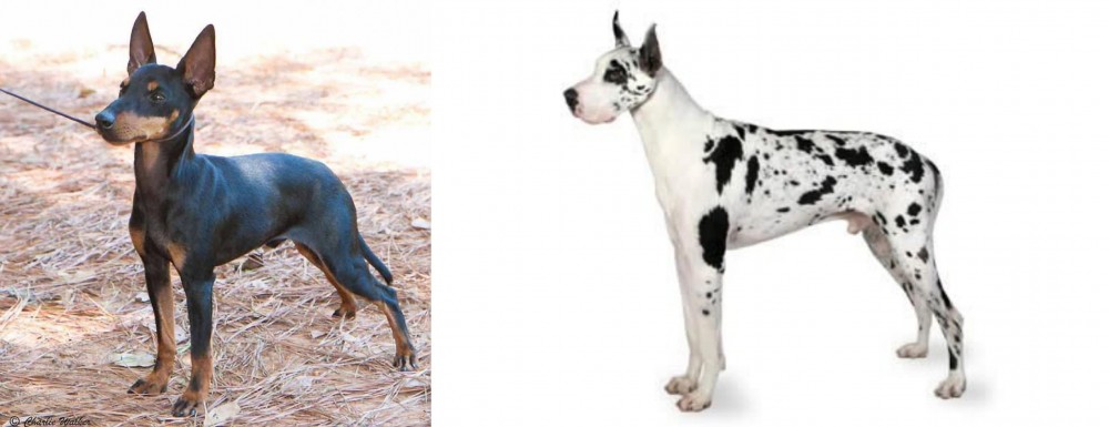 Great Dane vs English Toy Terrier (Black & Tan) - Breed Comparison