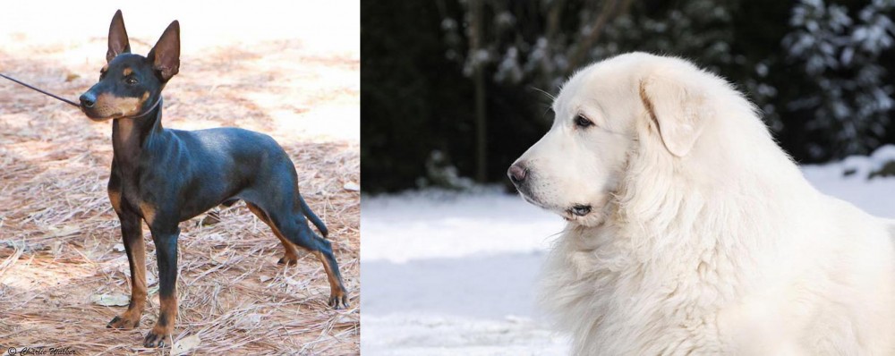 Great Pyrenees vs English Toy Terrier (Black & Tan) - Breed Comparison