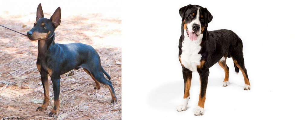 Greater Swiss Mountain Dog vs English Toy Terrier (Black & Tan) - Breed Comparison