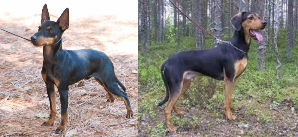 Greek Harehound vs English Toy Terrier (Black & Tan) - Breed Comparison