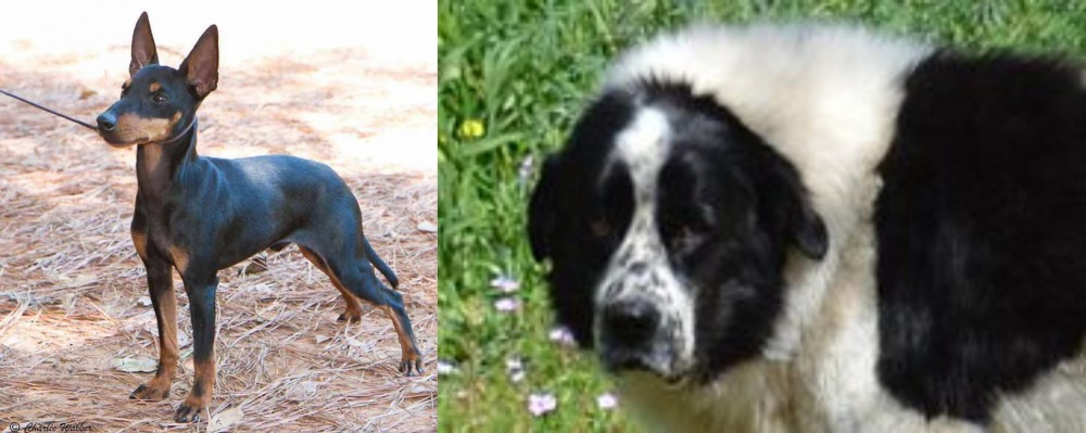 Greek Sheepdog vs English Toy Terrier (Black & Tan) - Breed Comparison