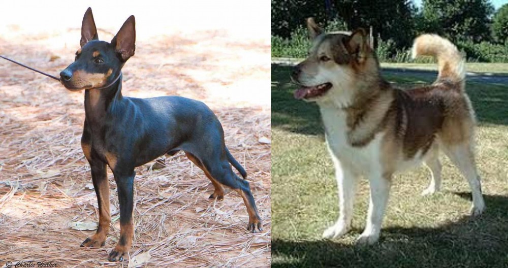 Greenland Dog vs English Toy Terrier (Black & Tan) - Breed Comparison