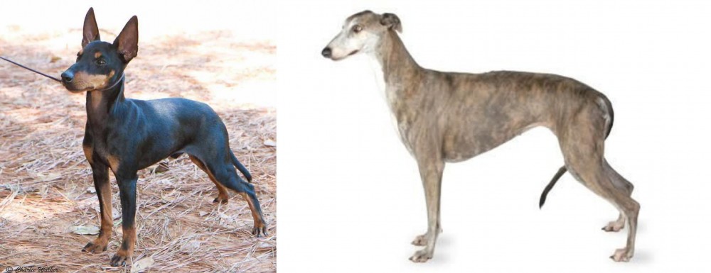 Greyhound vs English Toy Terrier (Black & Tan) - Breed Comparison