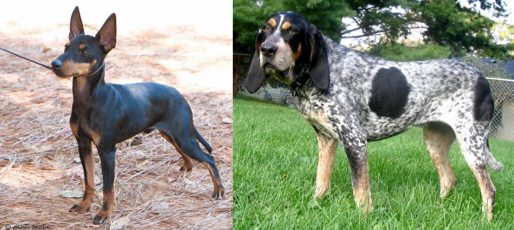 Griffon Bleu de Gascogne vs English Toy Terrier (Black & Tan) - Breed Comparison