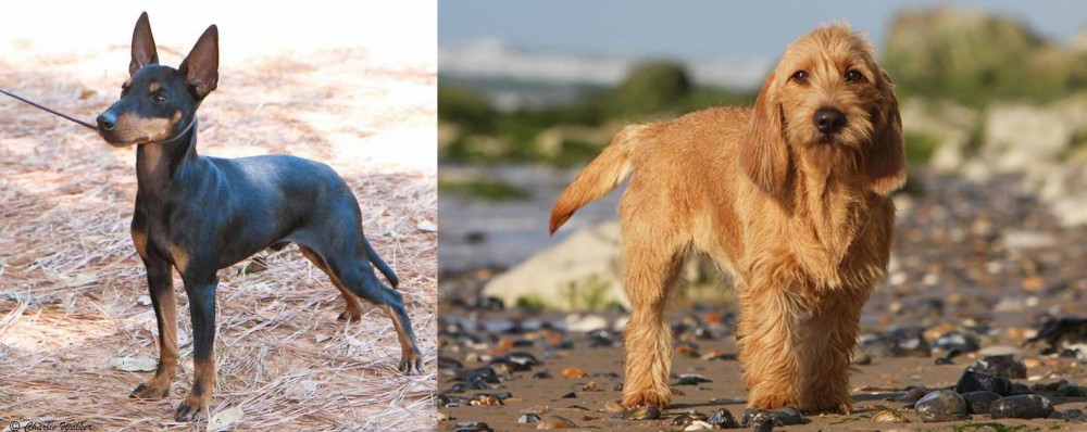Griffon Fauve de Bretagne vs English Toy Terrier (Black & Tan) - Breed Comparison