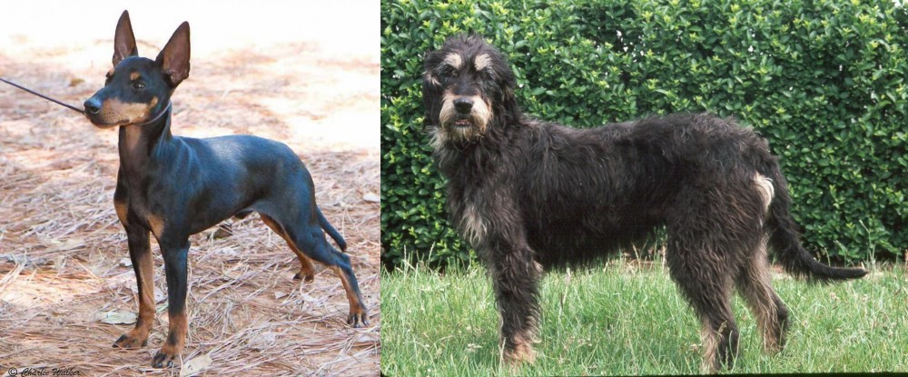 Griffon Nivernais vs English Toy Terrier (Black & Tan) - Breed Comparison