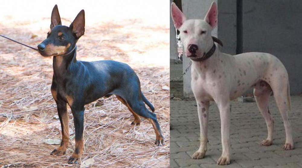 Gull Terr vs English Toy Terrier (Black & Tan) - Breed Comparison