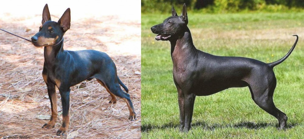 Hairless Khala vs English Toy Terrier (Black & Tan) - Breed Comparison