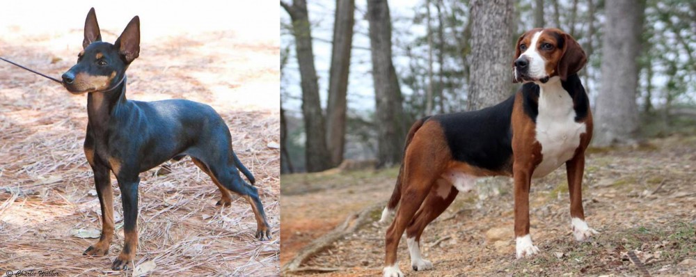 Hamiltonstovare vs English Toy Terrier (Black & Tan) - Breed Comparison